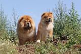 CHOW CHOW 140